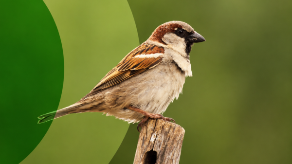 A picture of a sparrow