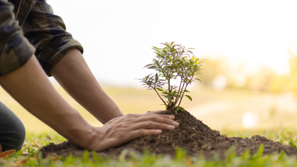 Someone planting a tree sapling.