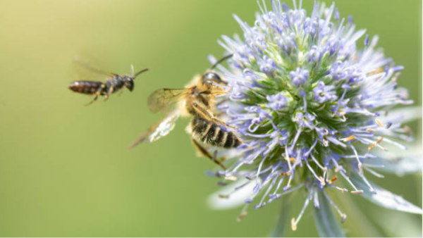insects pollenating a flower