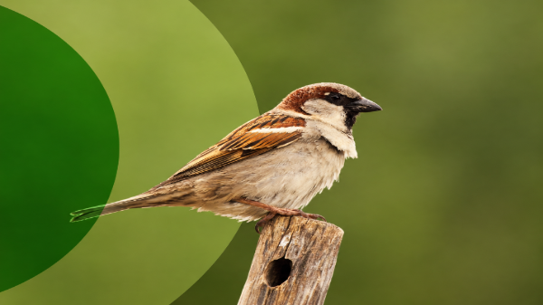 A picture of a sparrow